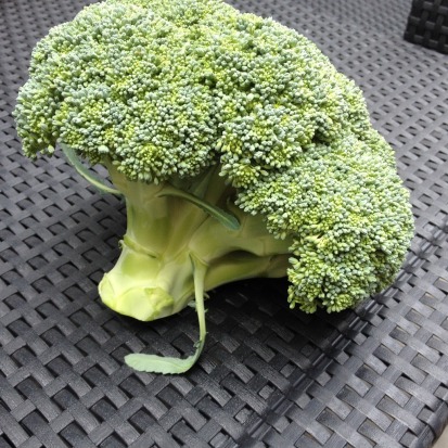 broccoli moestuin