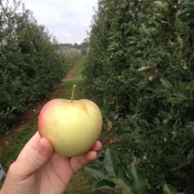 appel zelfpluk waregem elstar appelmoes zelf appels plukken herfst boomgaard