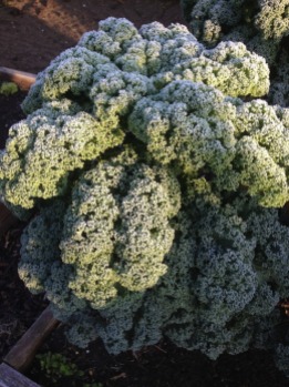 bevroren boerenkool - chilly kale