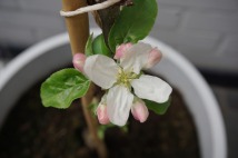 patio-appel "macintosh" begint te bloeien